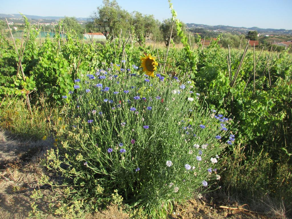 Gite Canto Azul Casal da Carreira Εξωτερικό φωτογραφία
